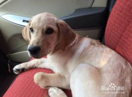 如何让狗狗不惧怕车辆且乐于乘车