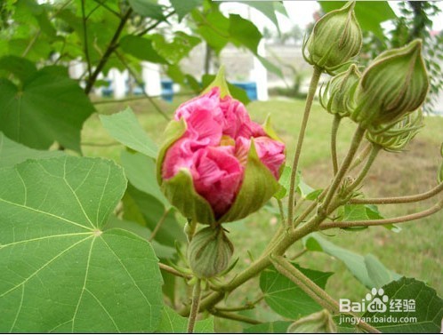 木芙蓉种植技术