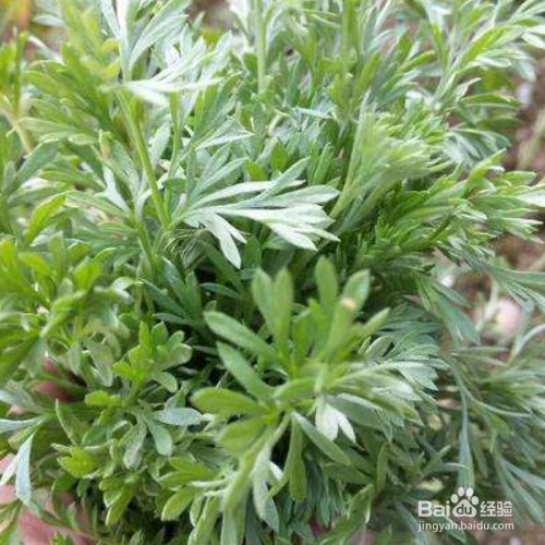 茵陈的养殖方法和注意事项