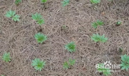 云南三七价格,近期行情怎么样点击查看