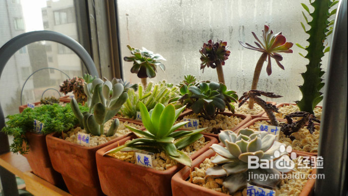 冬天来了，阳台变大棚。