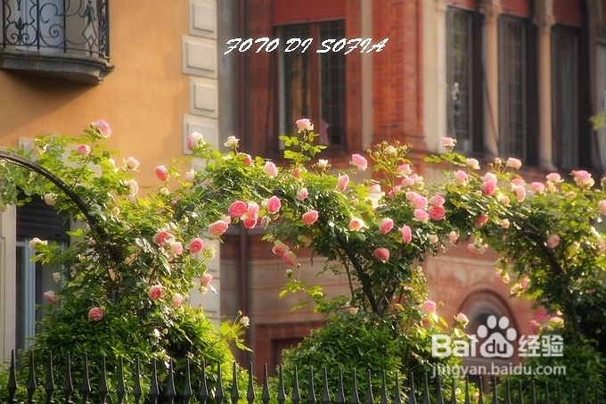 [转载]攀上梦的边缘开放