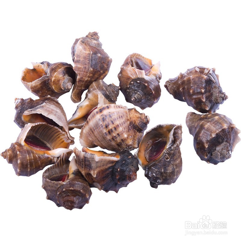 鉴别布氏朱砂螺的具体方法