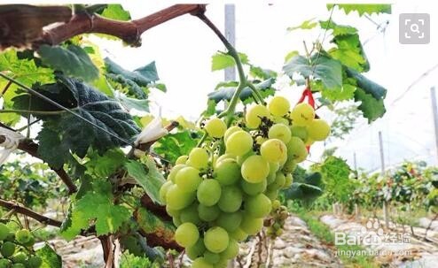 阳光玫瑰栽培方法
