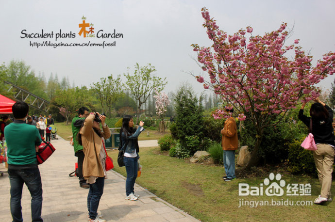 上海植物园（上）