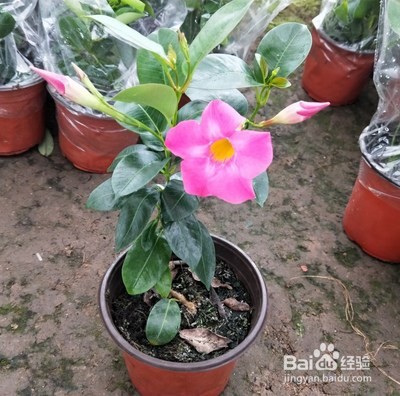 盆栽飘香藤冬天怎么养
