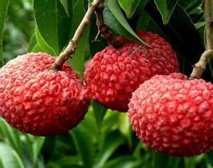 小儿遗尿症的饮食疗法