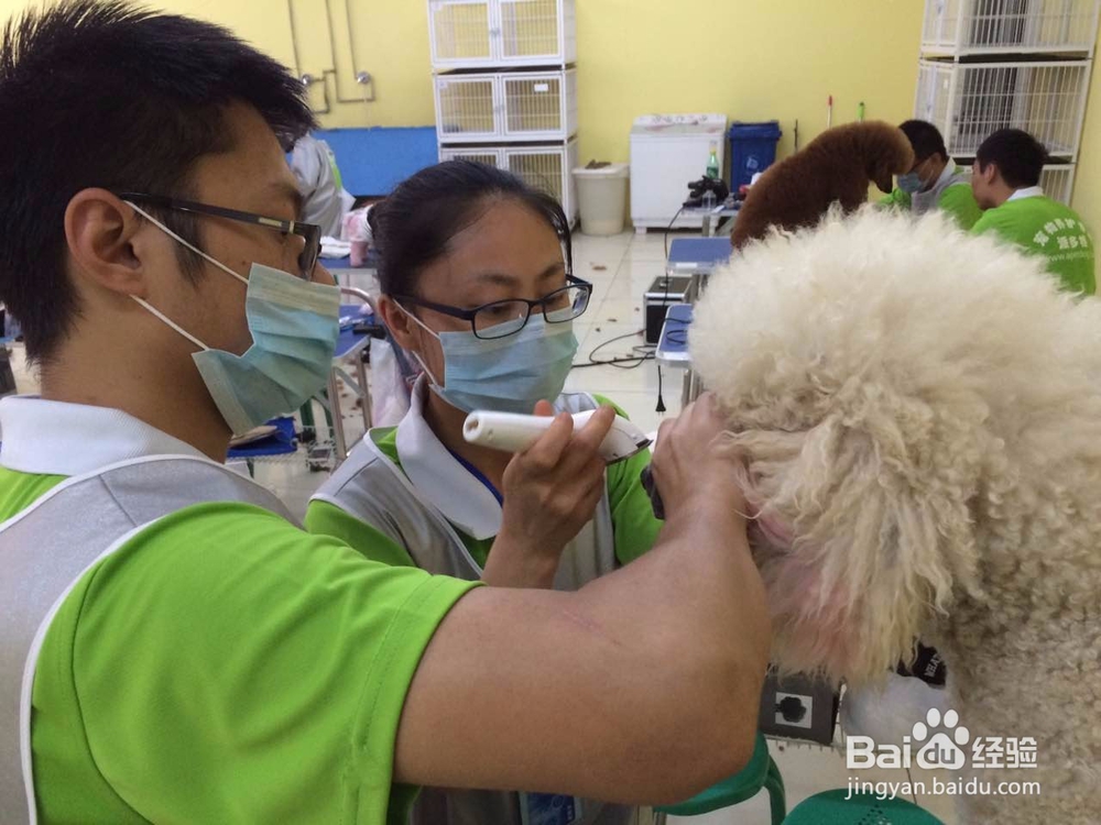 如何选择宠物美容学校