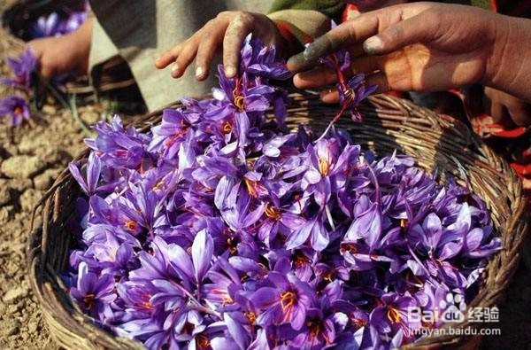 藏红花高血压可以喝吗