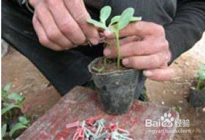 如何提高西瓜种子的发芽率