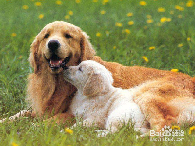 带狗狗去驱虫时要注意些什么？