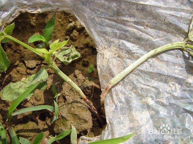 豆角重茬根腐病用什么药灌根好根小子预防根腐