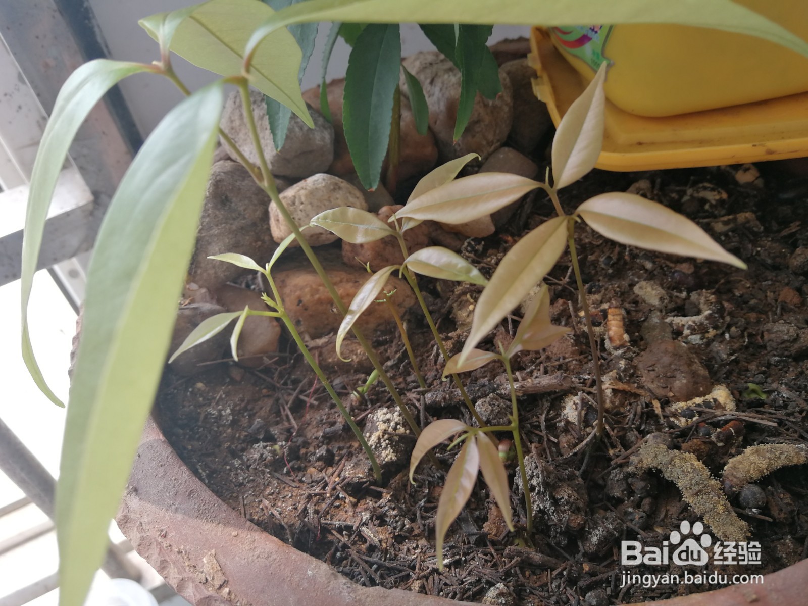 荔枝种子怎样种可以发芽