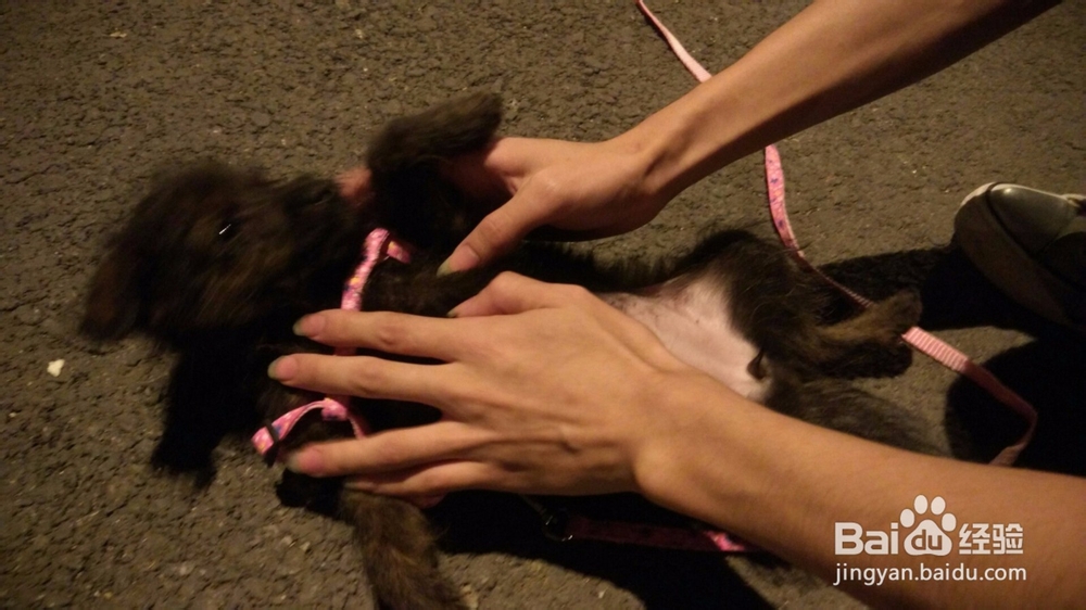 怎么培养和狗狗之间的感情？