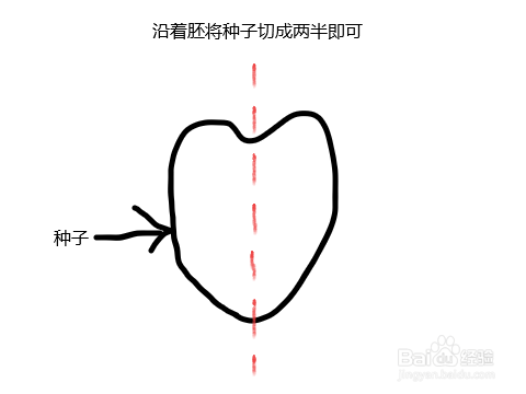 植物种子发芽率测定方法