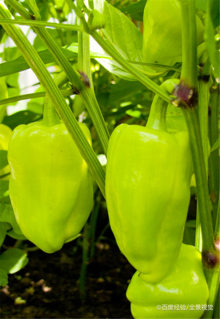 孕期、坐月子能吃青椒吗