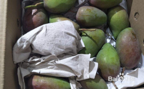 摘回来的青芒果怎么催熟