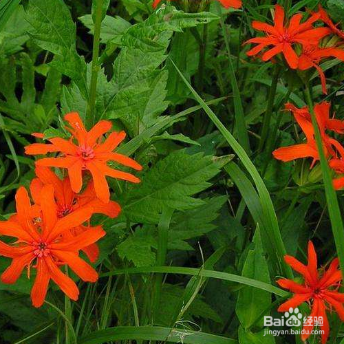 剪秋罗该如何养?