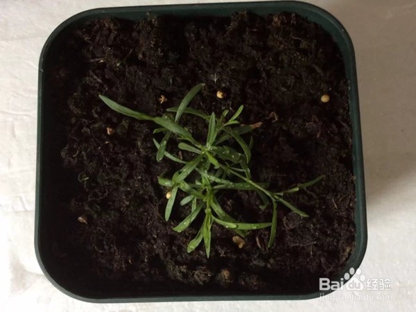 吉普赛满天星怎么种 花园新娘种植时应注意什么