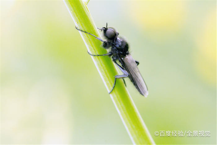 房屋经常有苍蝇是什么原因