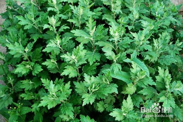 夏季怎么预防宝宝被蚊子咬，被蚊子叮咬了怎么办