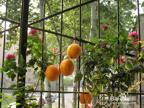 吊瓜子种植栽培方法