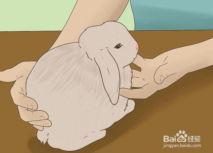 如何管理你的养兔场