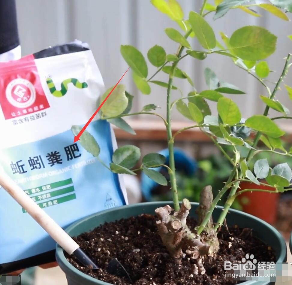 月季不发新芽是怎么啦