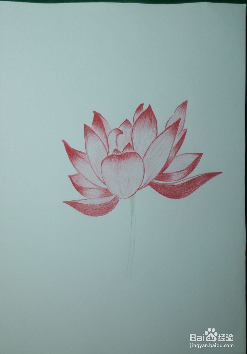 第一次画彩铅——荷花