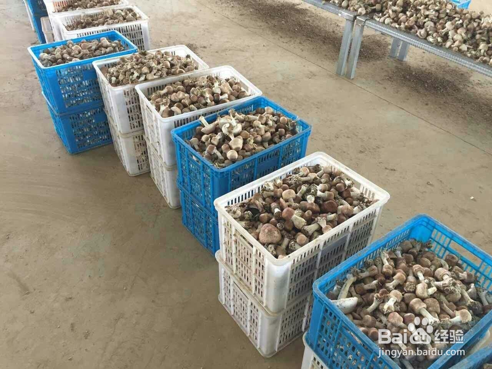 空气源高温热泵烘干机应用在香菇烘干的工艺流程