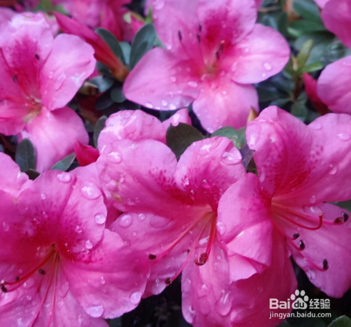 管花杜鹃常见病虫害及防治方法