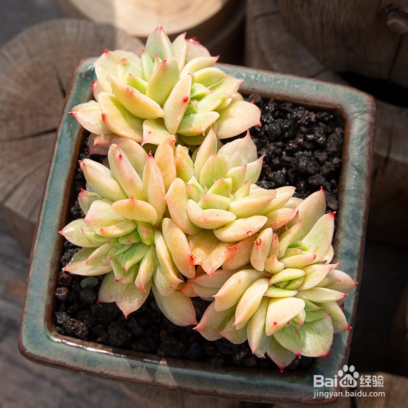 多肉植物施什么肥容易爆盆