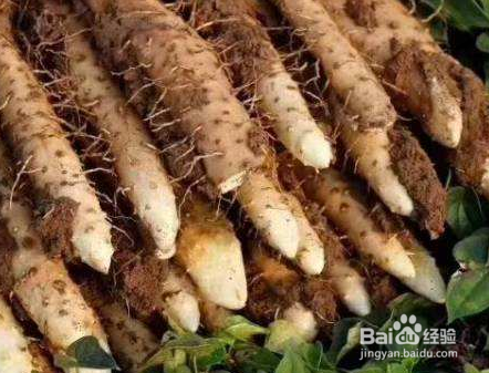 山药的保存方法 窍门