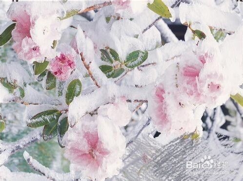 国画冰花怎么画