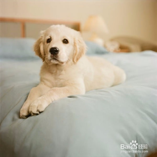 金毛狗狗的皮肤病要如何处理？