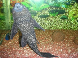 养什么能清理鱼缸粪便