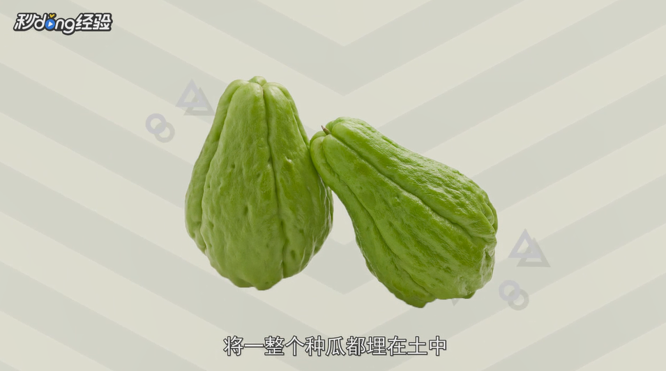 佛手瓜怎么种植
