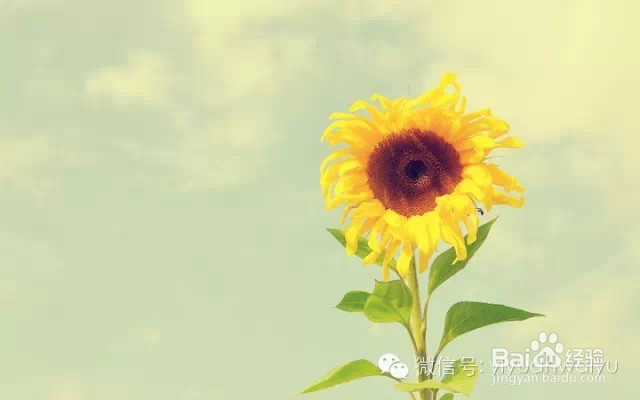 如何有效记单词