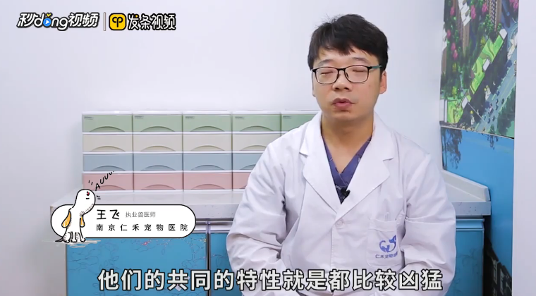 坎高犬和高加索怎么区分