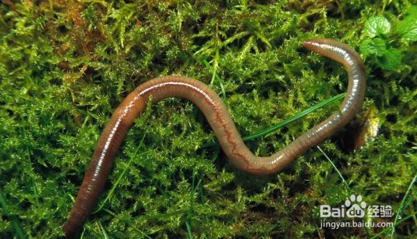 蚯蚓腹面的刚毛有什么作用