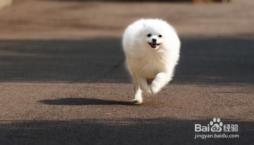 成年狗狗太瘦怎么办