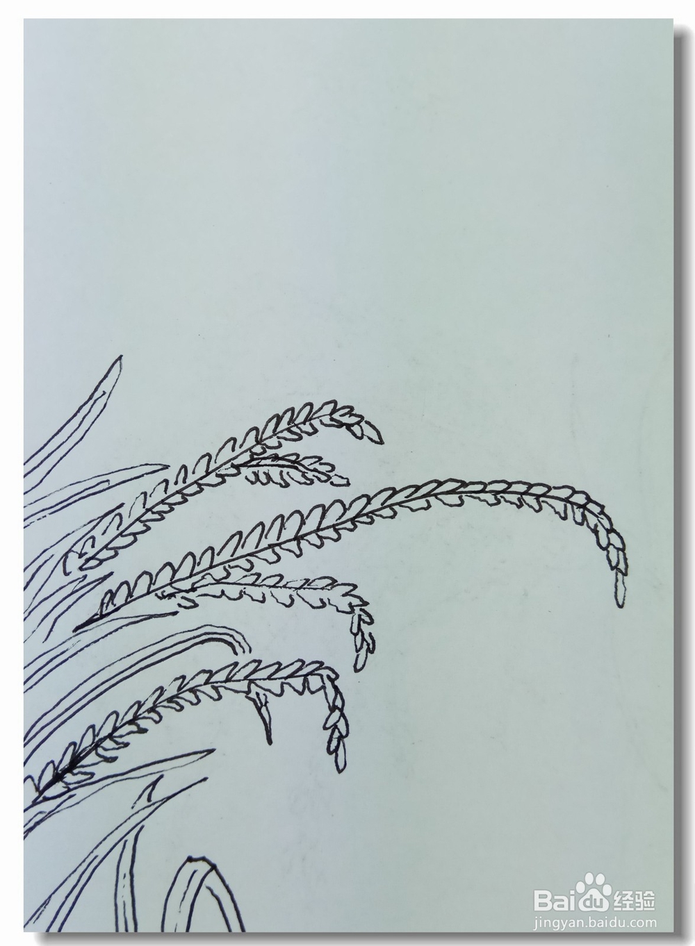 怎样画钢笔画”水稻“