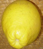 沙田柚食疗小窍门、