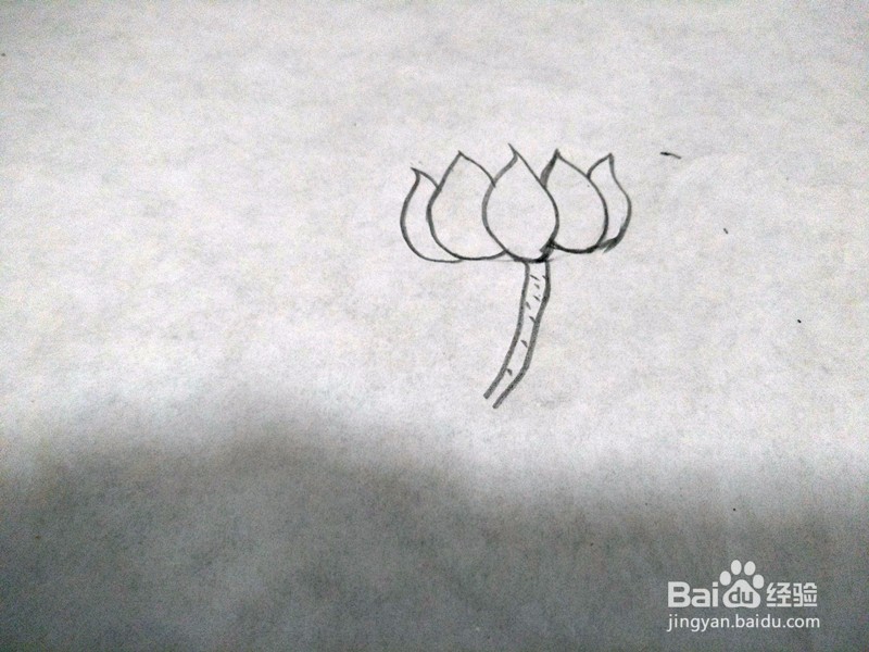 简笔画-荷花的简单画法
