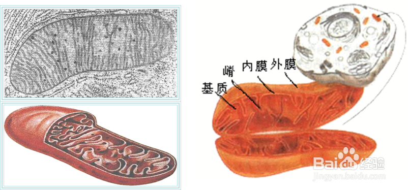 线粒体与叶绿体的异同点