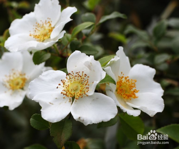 如何养护木本植物金樱子？