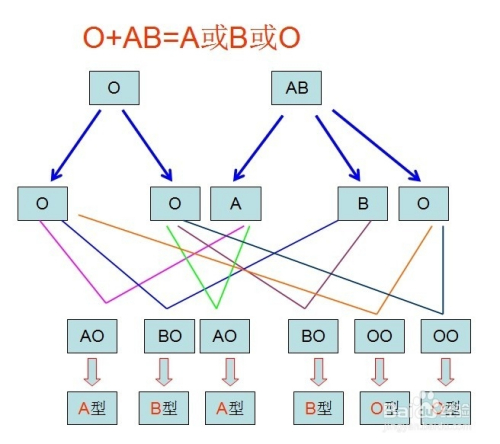 如何根据夫妻双方的血型预知宝宝的血型