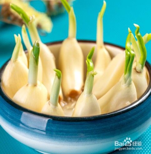 什么菜可以水培