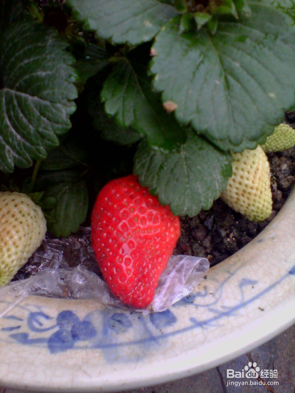 如何简单种植草莓
