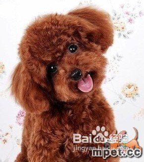 如何了解自家宠物犬?
